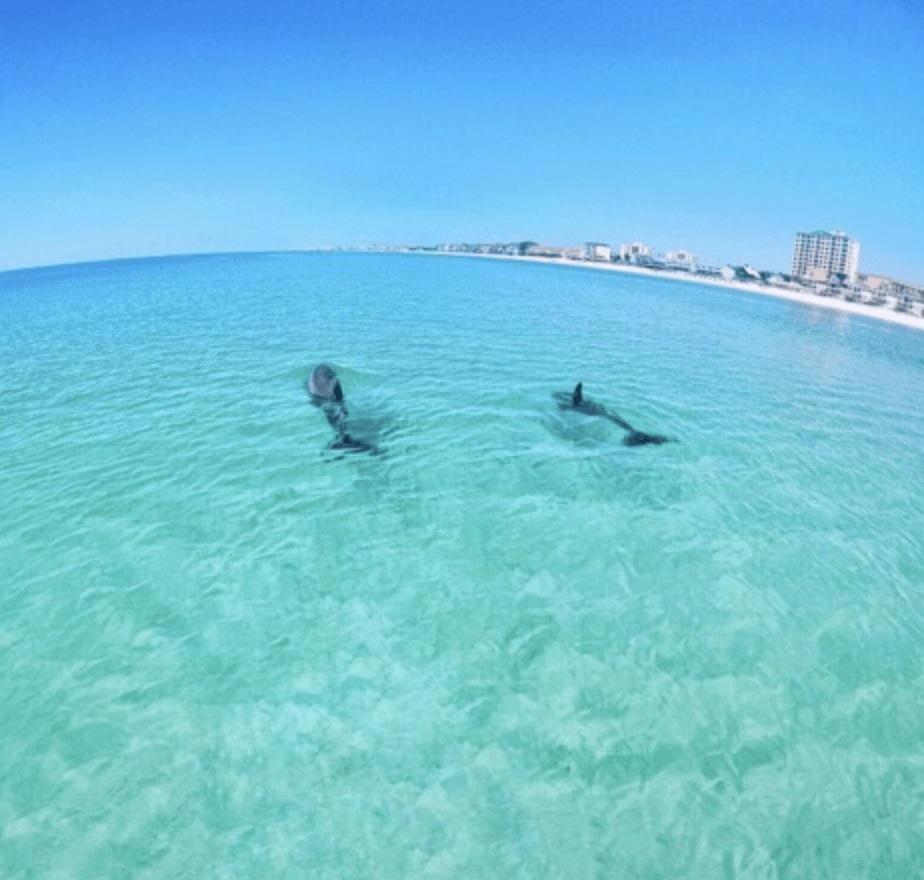 Slt #2043 - Stunning View! Free Beach Service! Destin Zewnętrze zdjęcie